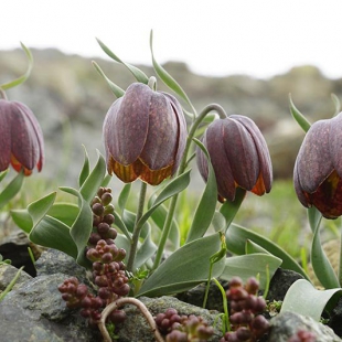 Fritillaria epirotica